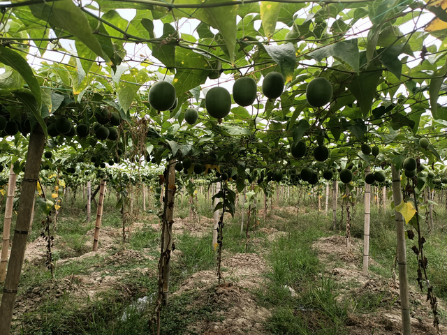 5月15日-将路修到百姓心坎上,让通组路成为乡村脱贫致富的幸福路4